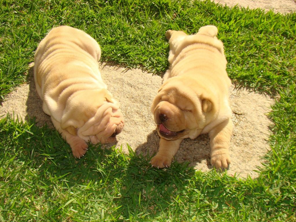 shar pei