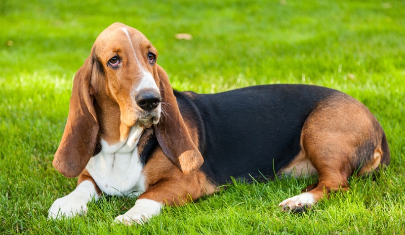 basset hound