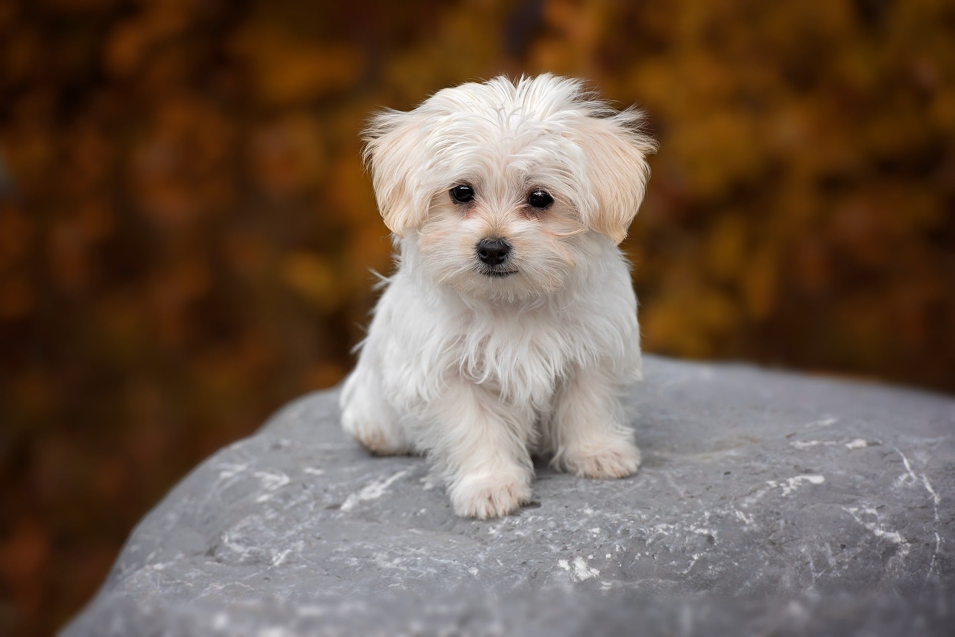 perros pequeños