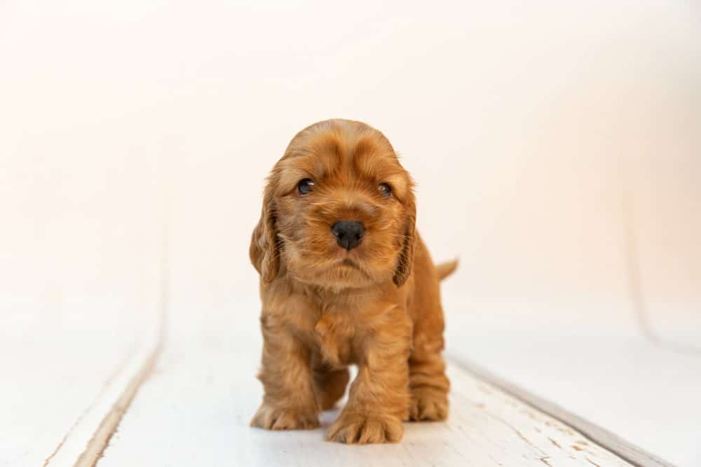 cocker cachorro cuidados