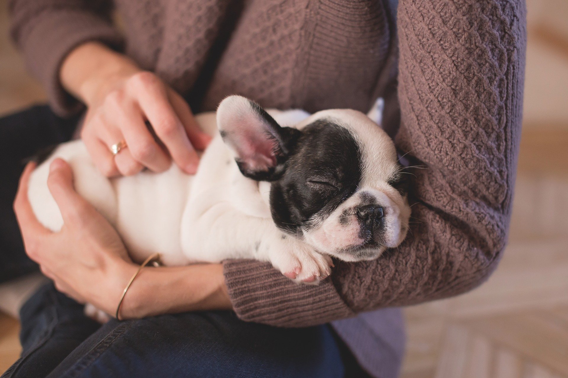 cómo educar un perro