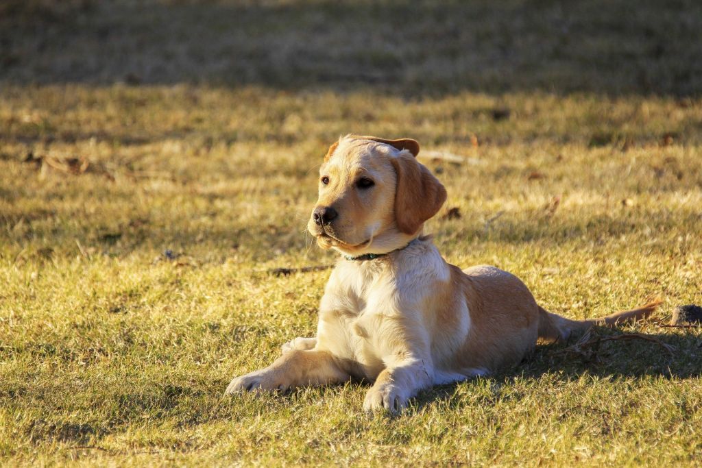 golden retriever