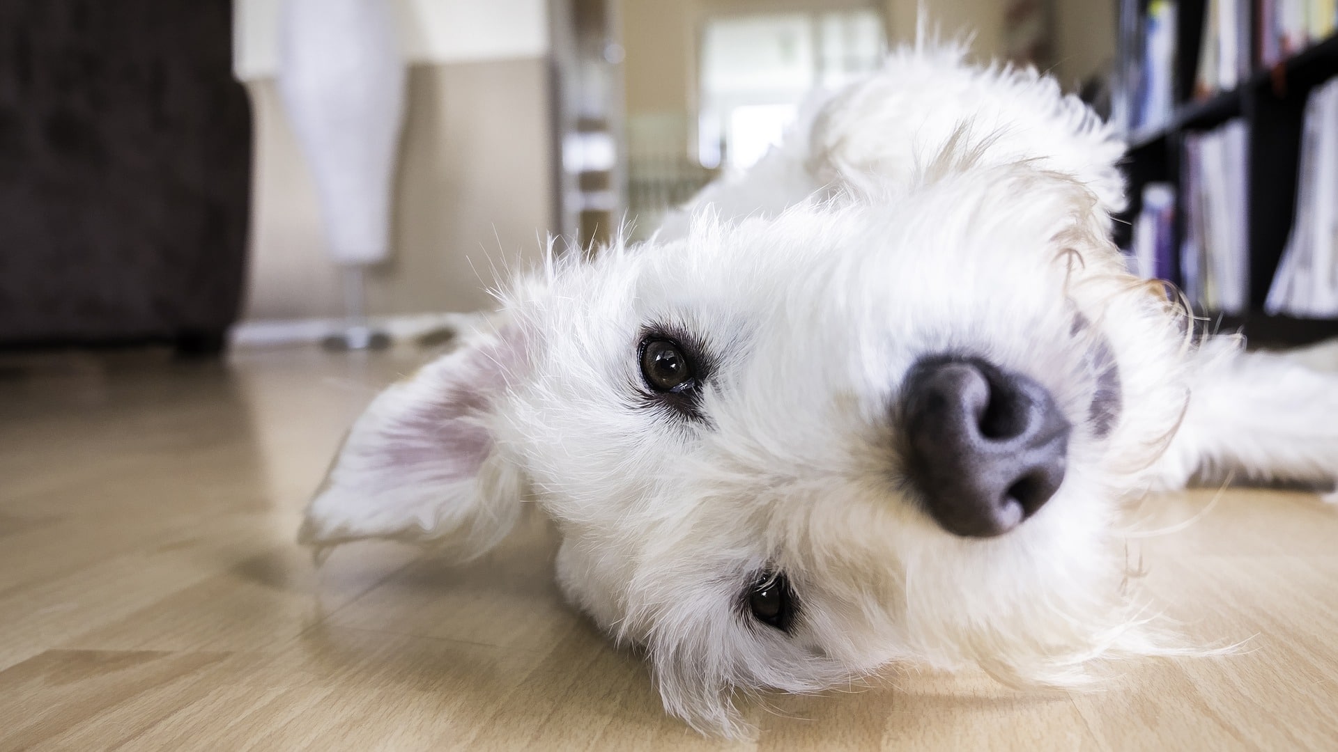 mejores perros para casa