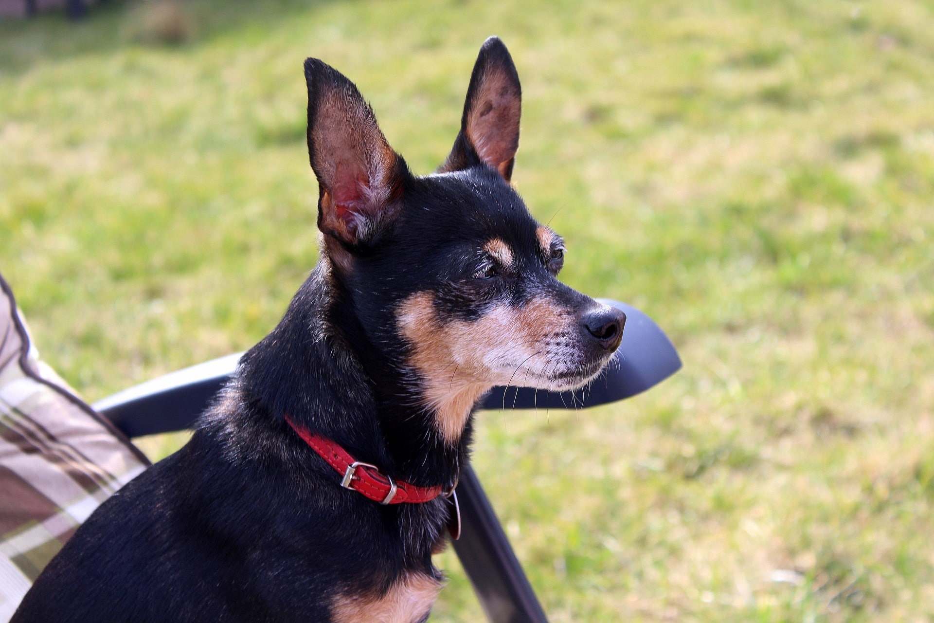 Perro Pinscher miniatura