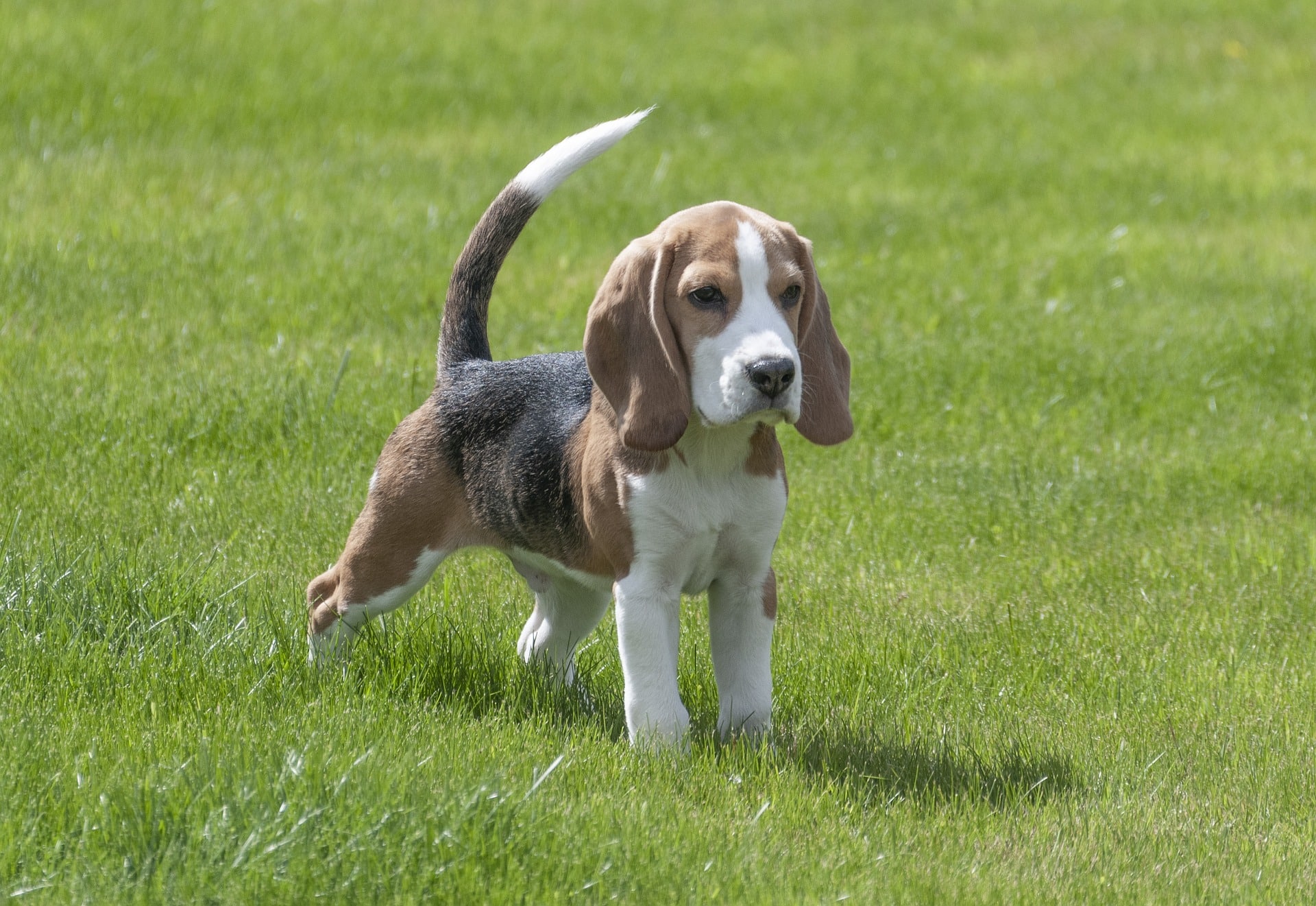 Perro beagle