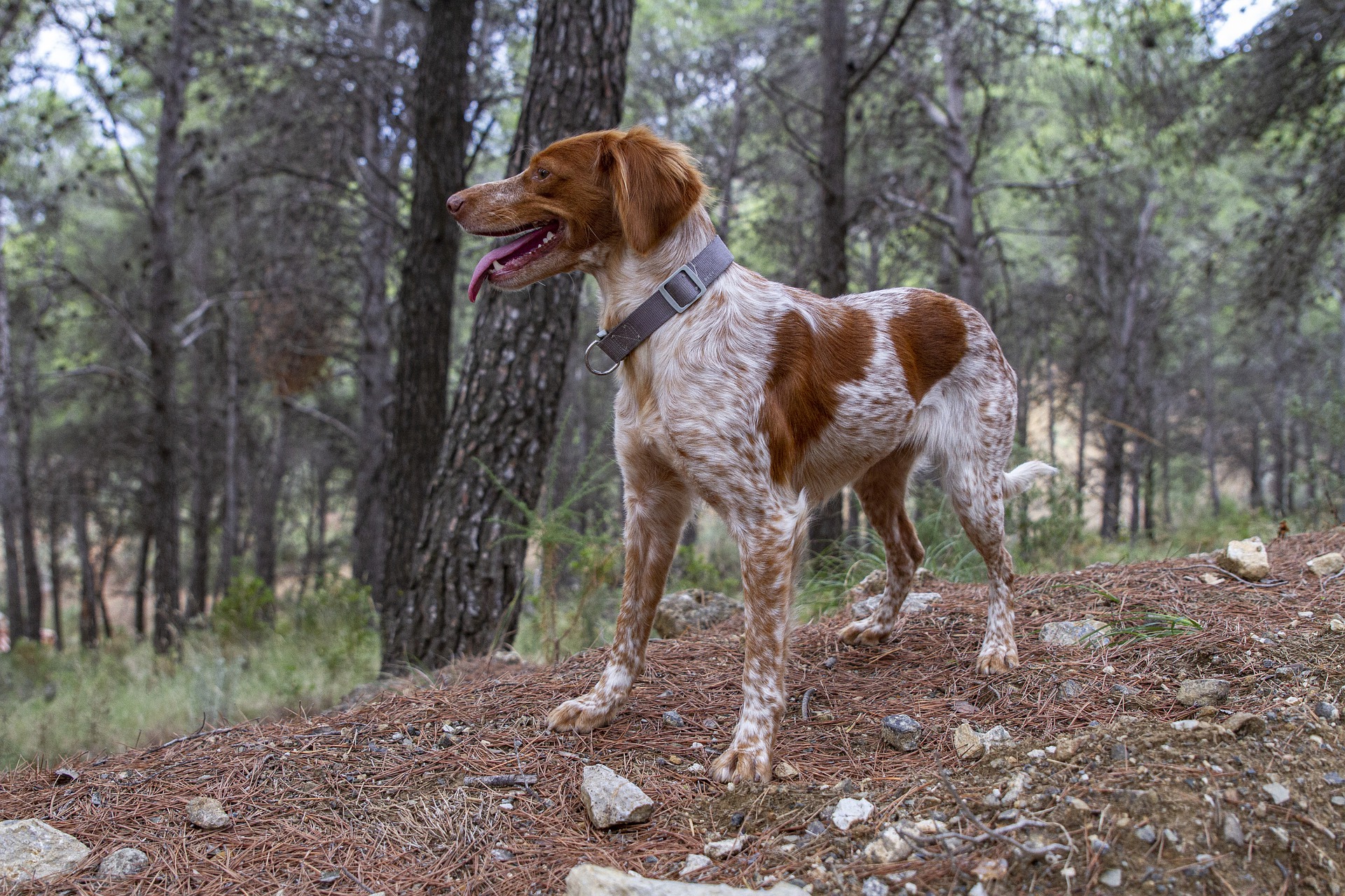 perro bretón o spaniel