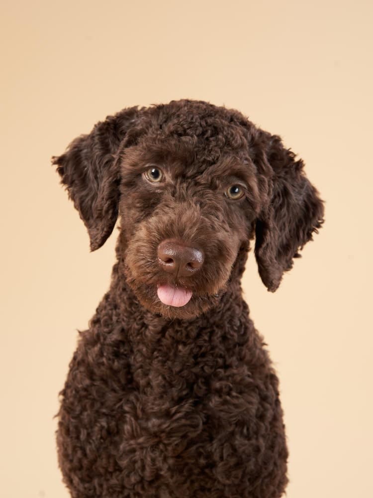 perro de agua español