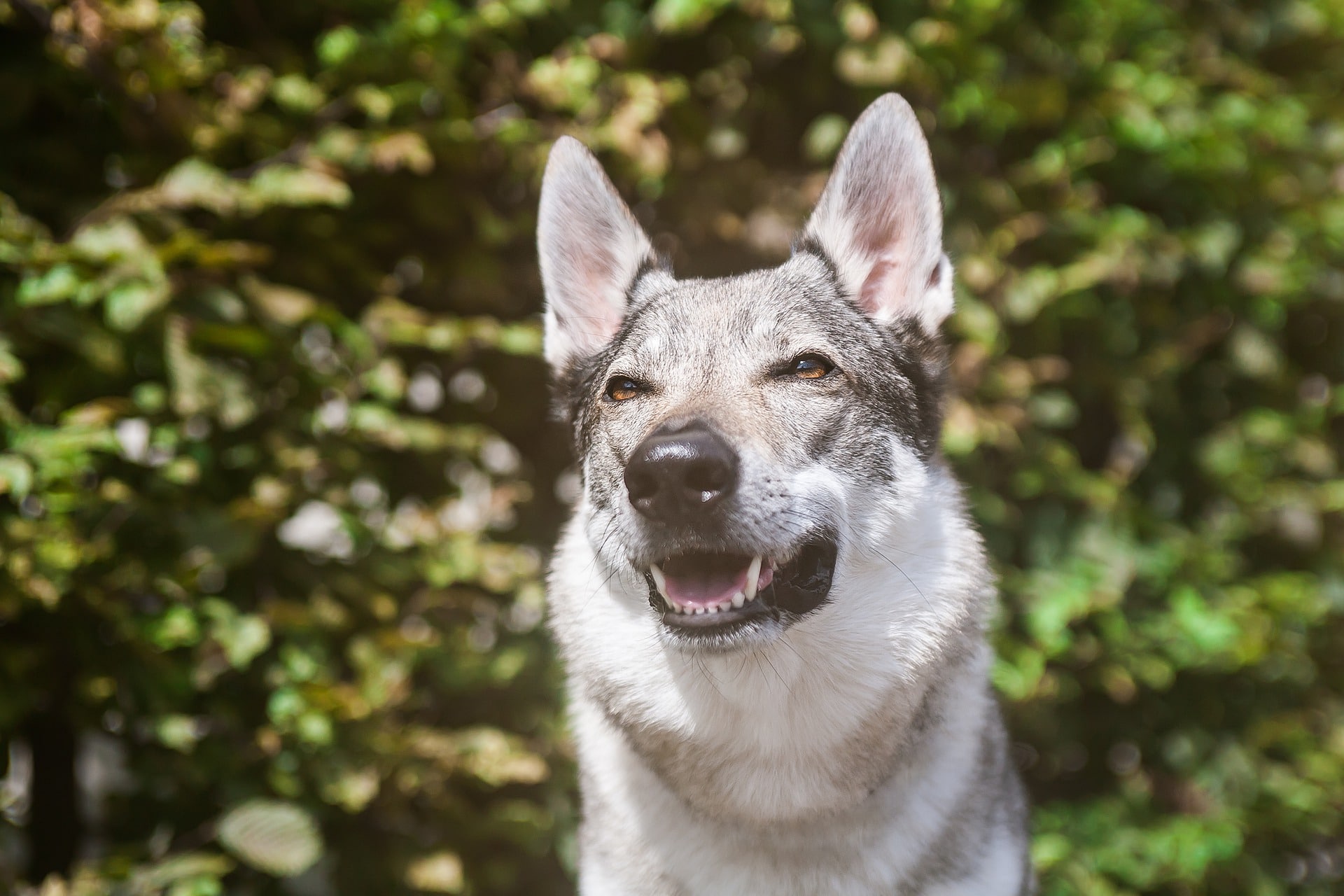 perro lobo checoslovaco