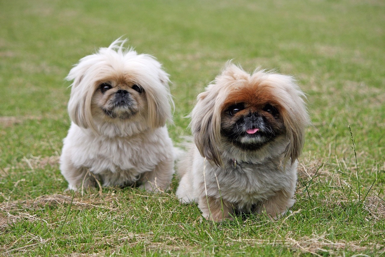 perro pekinés