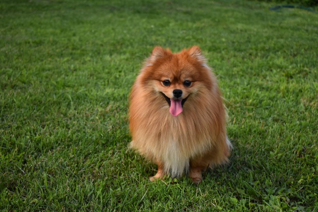 perro pomerania