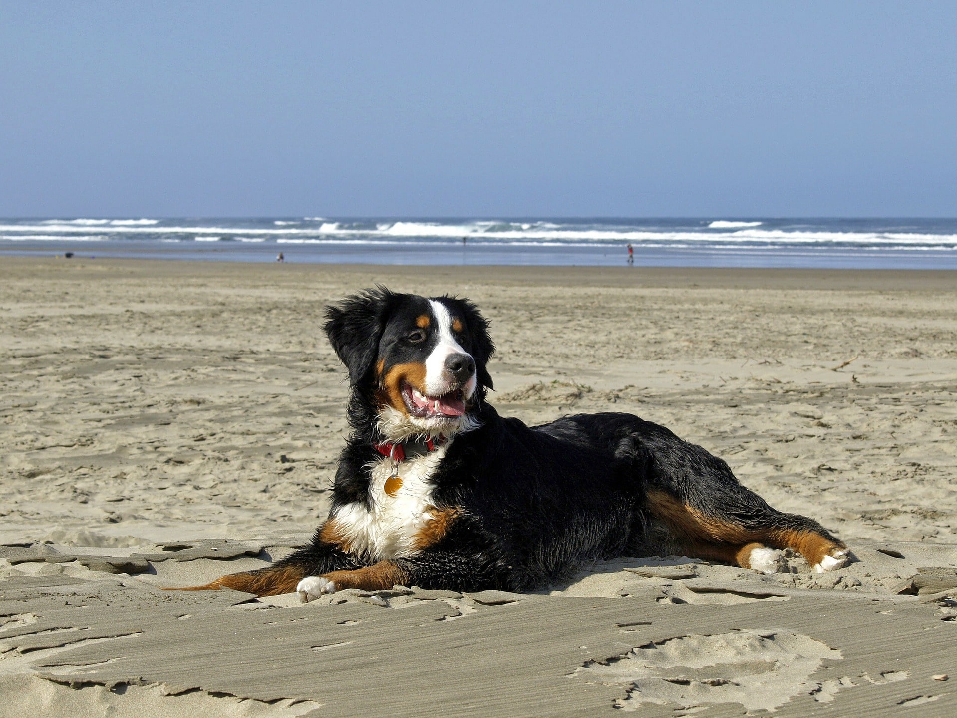 playas perros en españa