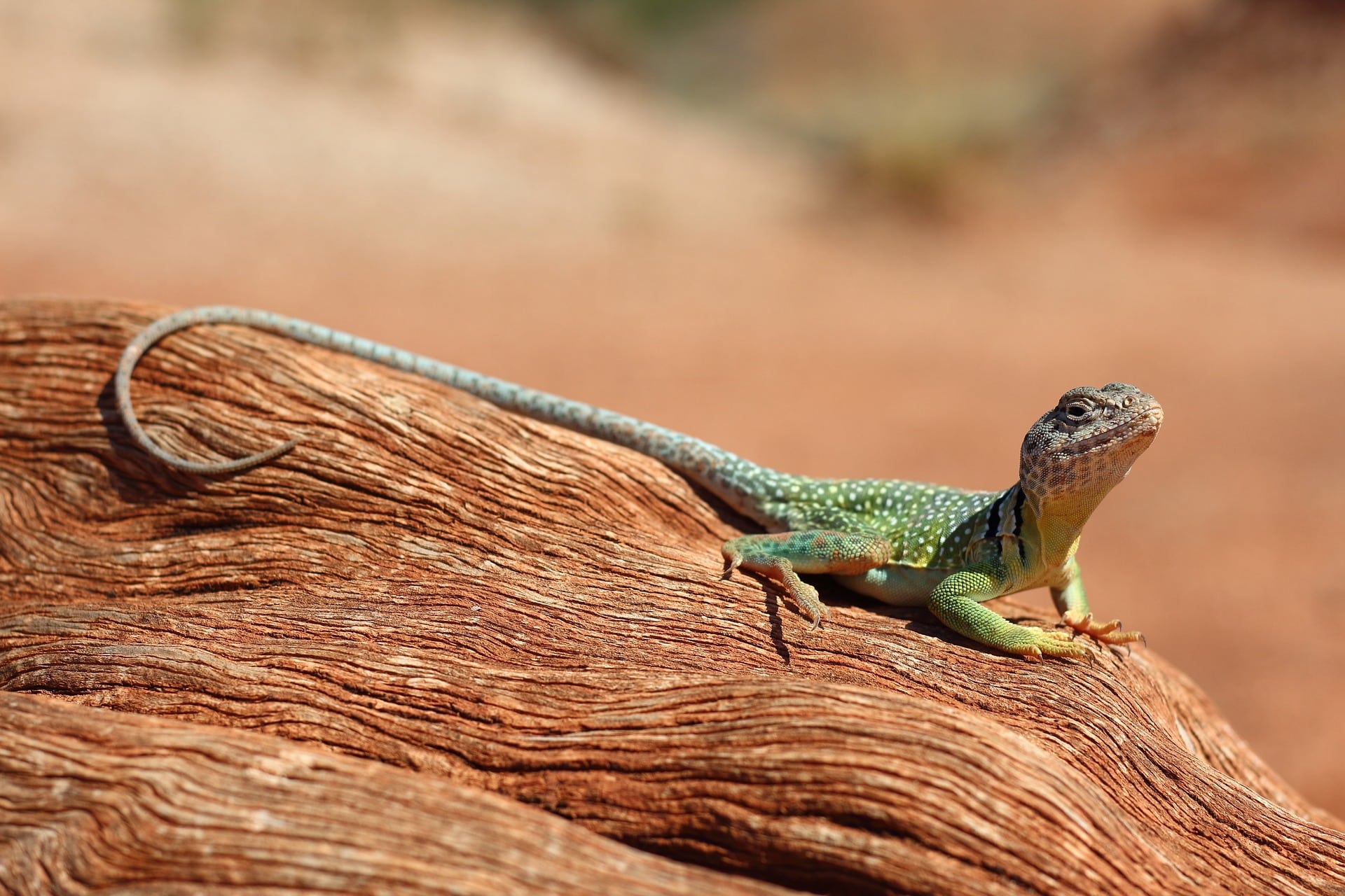 los mejores reptiles como mascotas