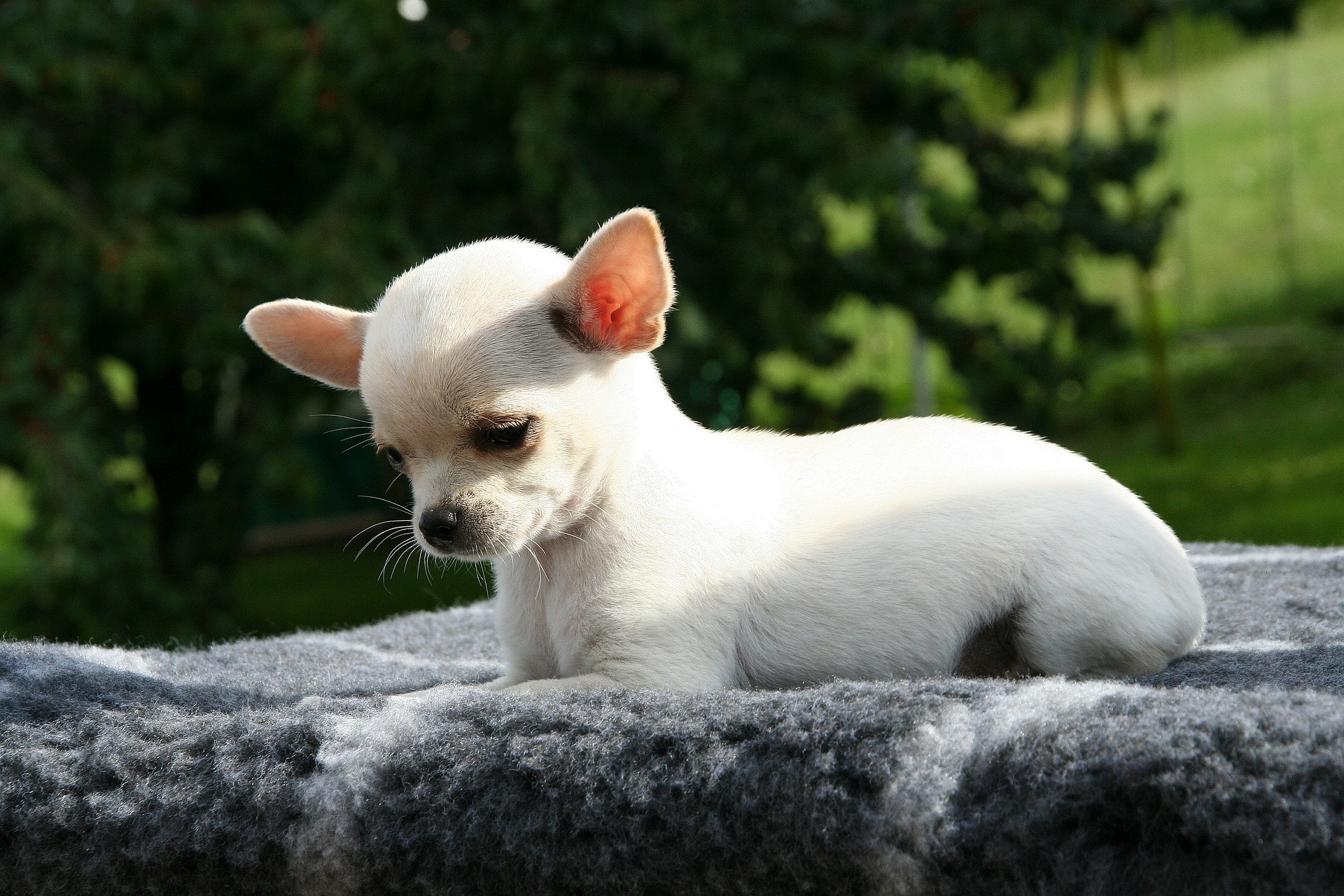 viceversa Sangrar Embutido Perro Chihuahua: características, cuidados y curiosidades - Aon Seguro para  Perros y Gatos