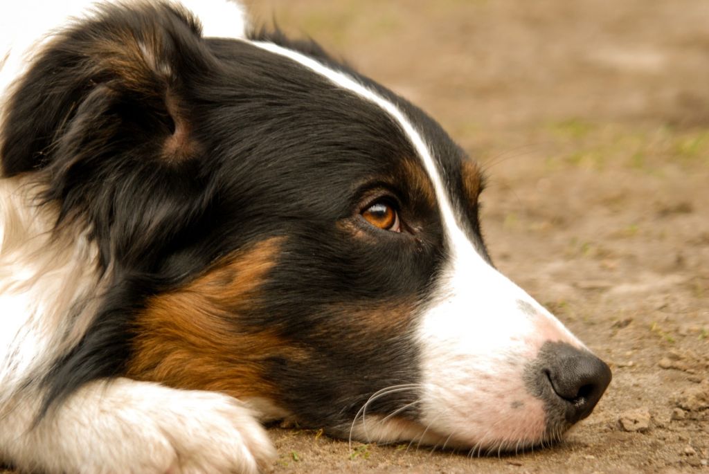 border collie