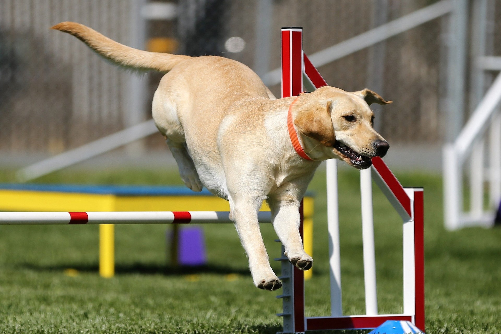 deporte agility