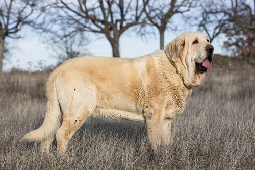 Perro mastín español