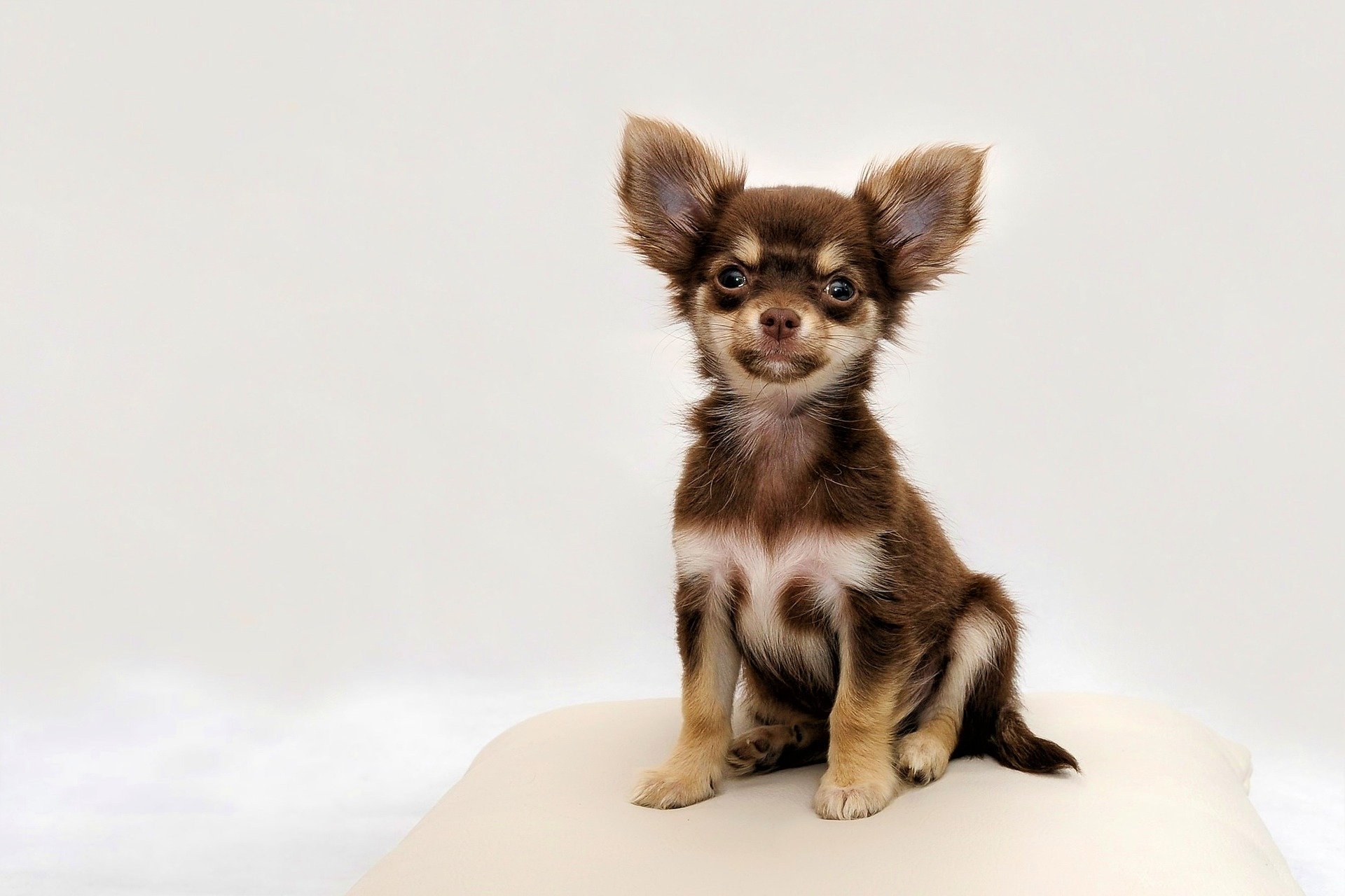 perro chihuaha