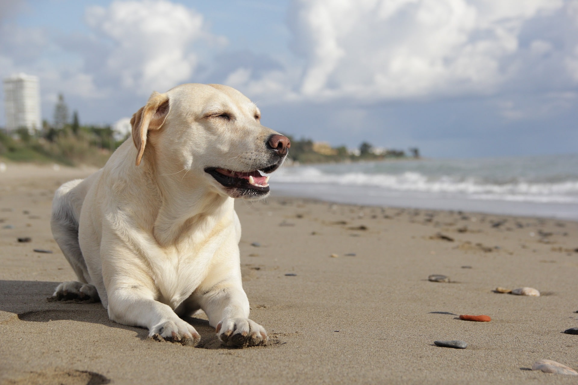 playas para perros