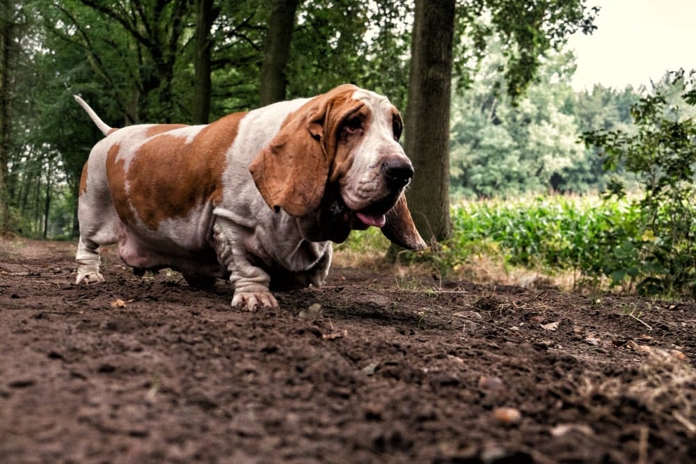 Basset Hound perro rastreador sabueso