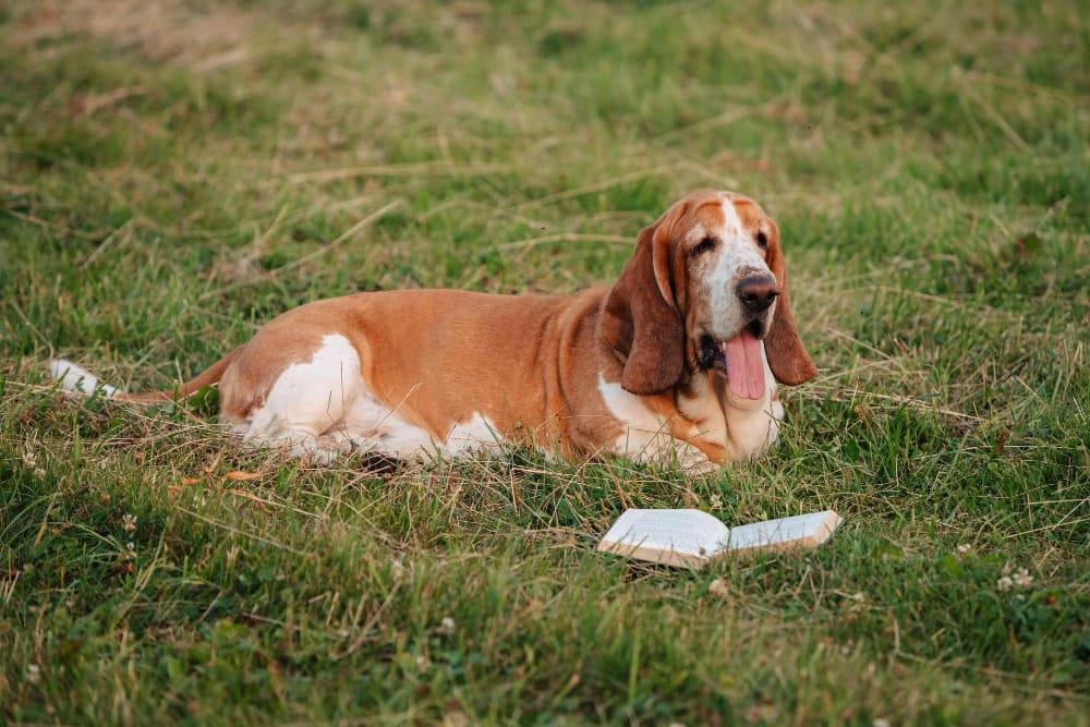 Basset hound perro rastreador raza mediana