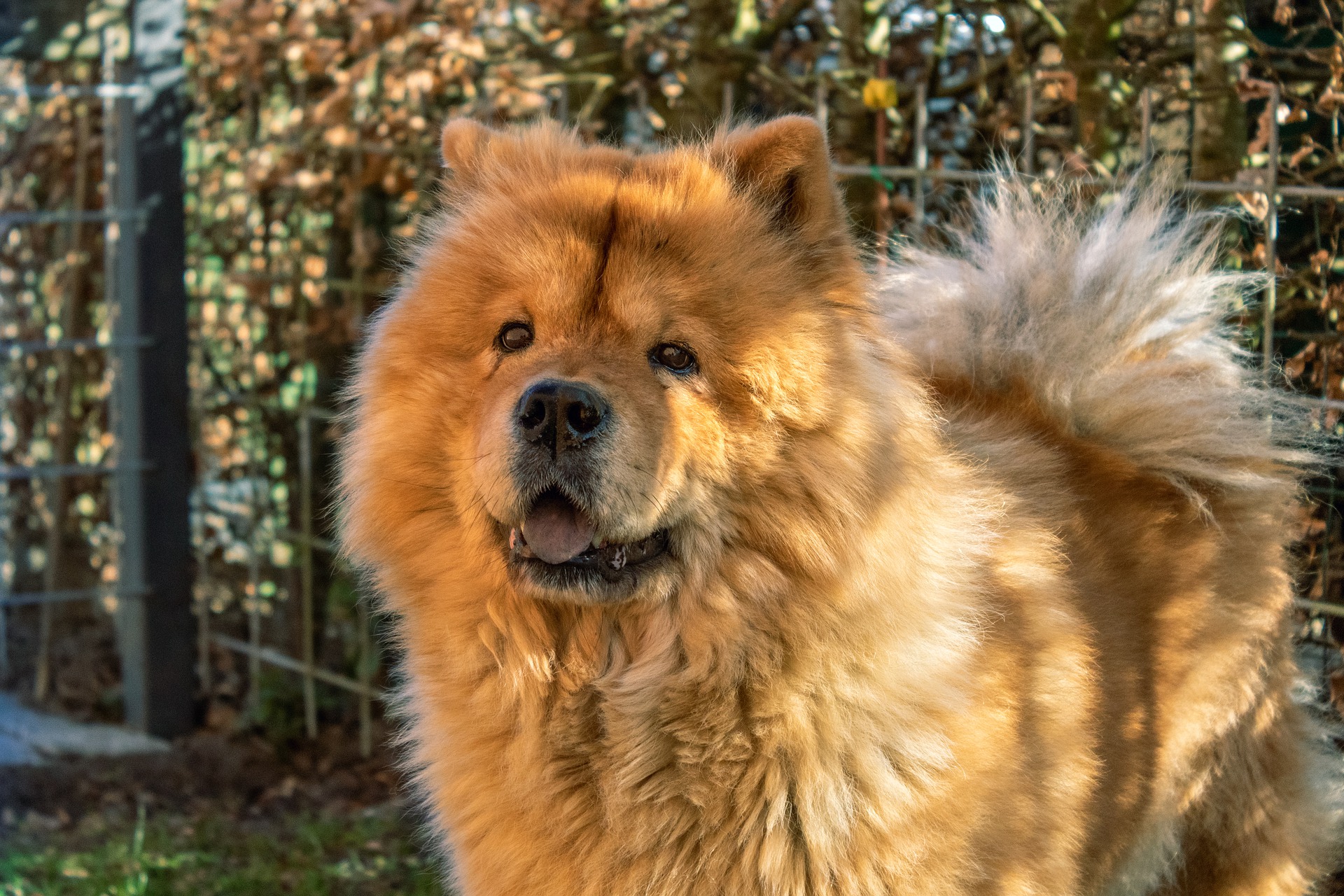 Perro Chow Chow