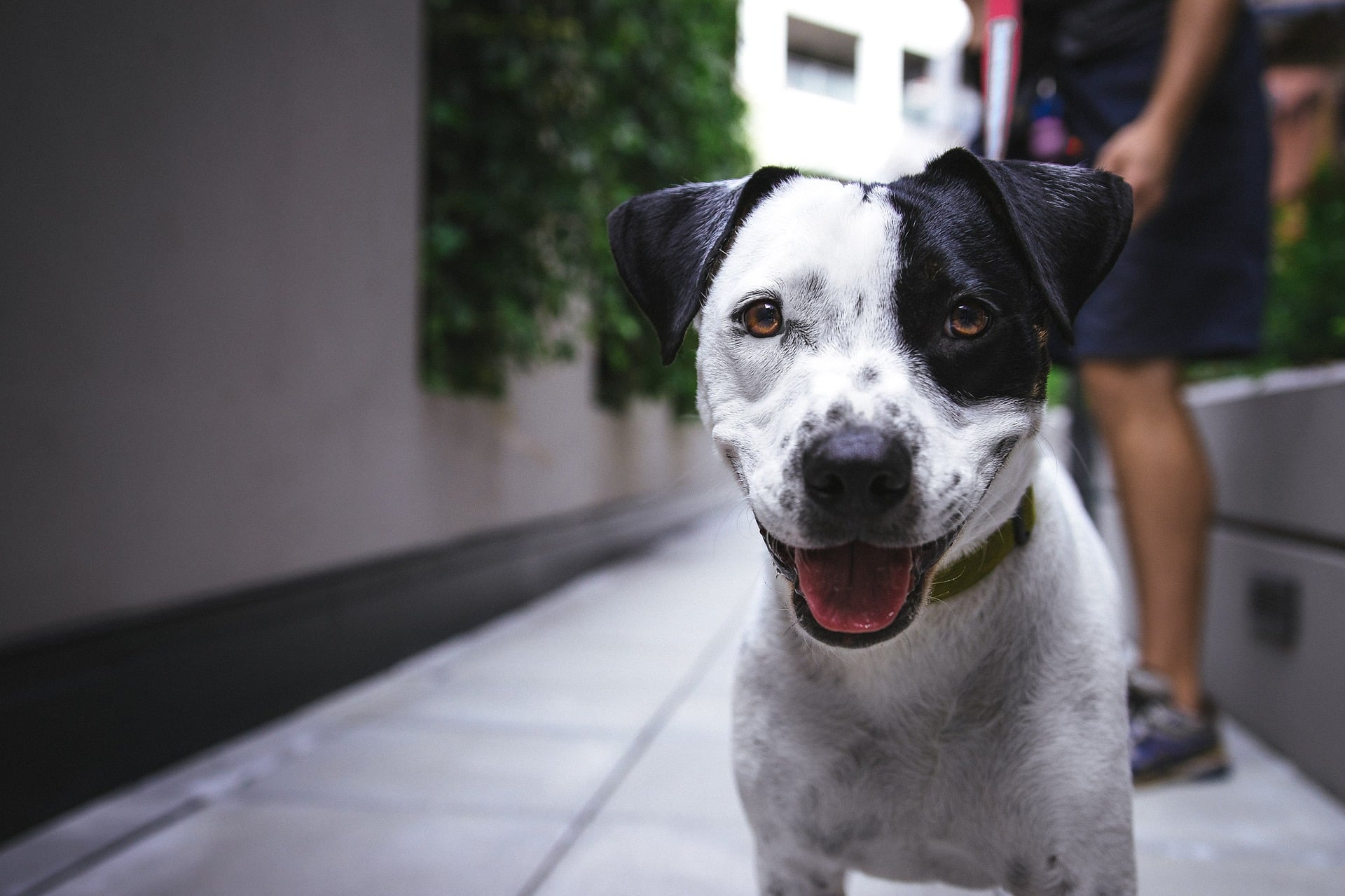 Día Mundial del Perro 21 julio