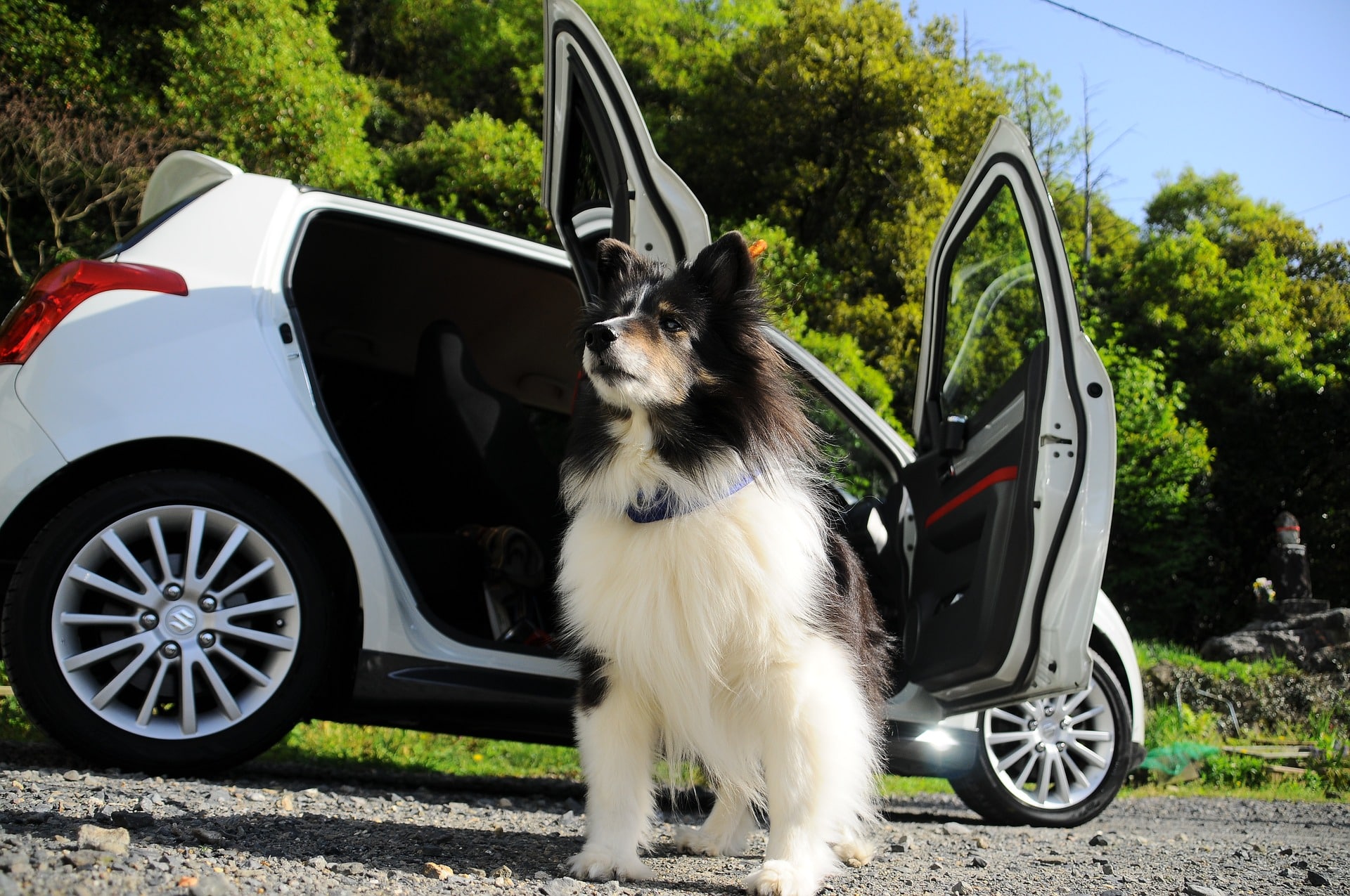 Cómo viajar con un perro en el coche?