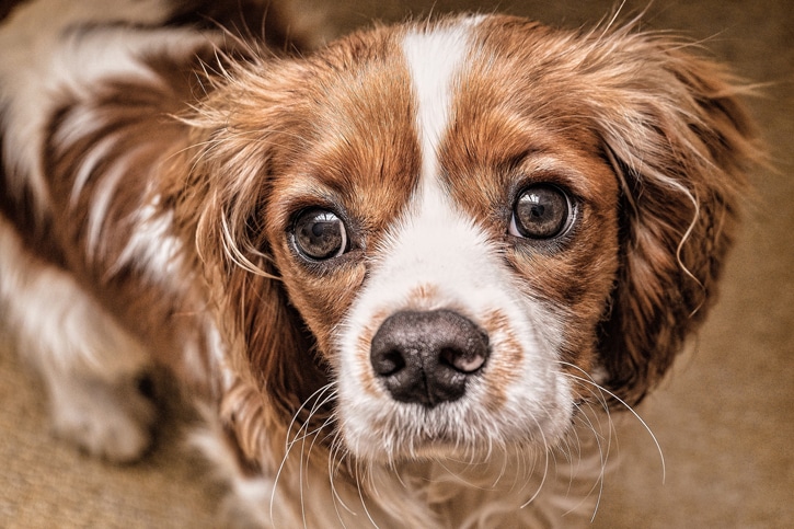 Conjuntivitis en perros