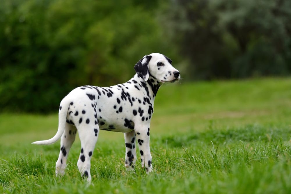 dálmata perro raza