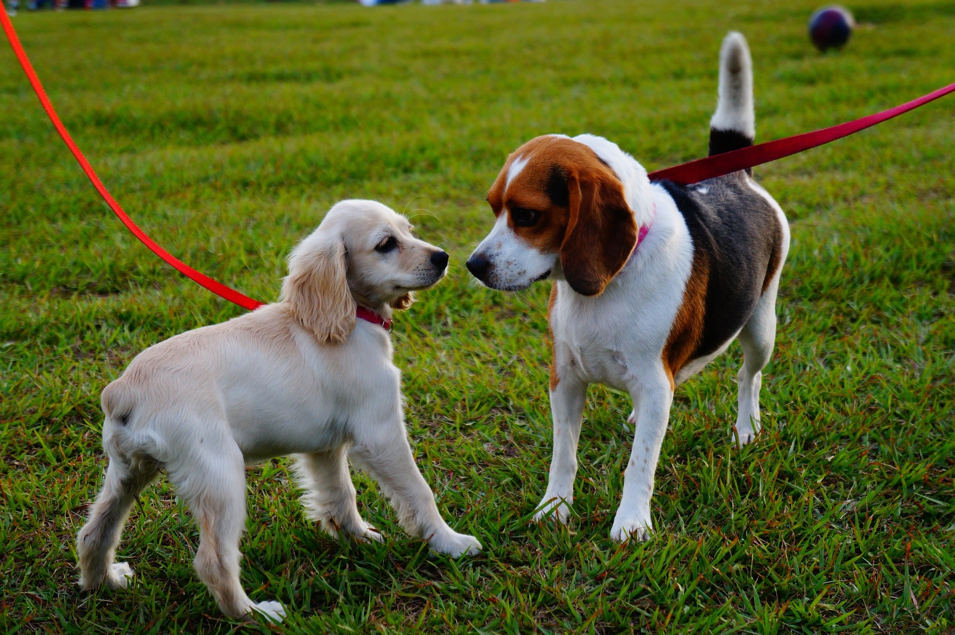 Pasear perros: horario