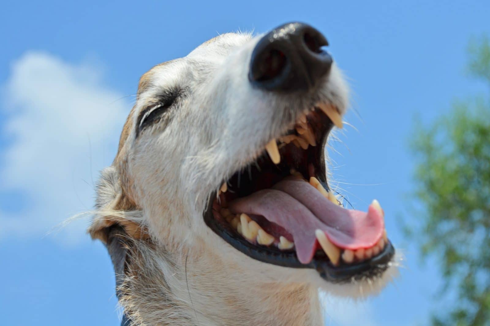 23 de septiembre: Día Mundial del Perro Adoptado