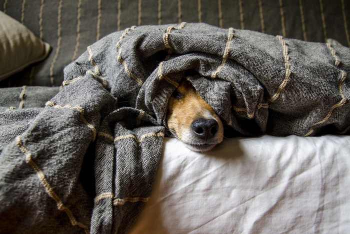 Los cuidados que necesita un perro