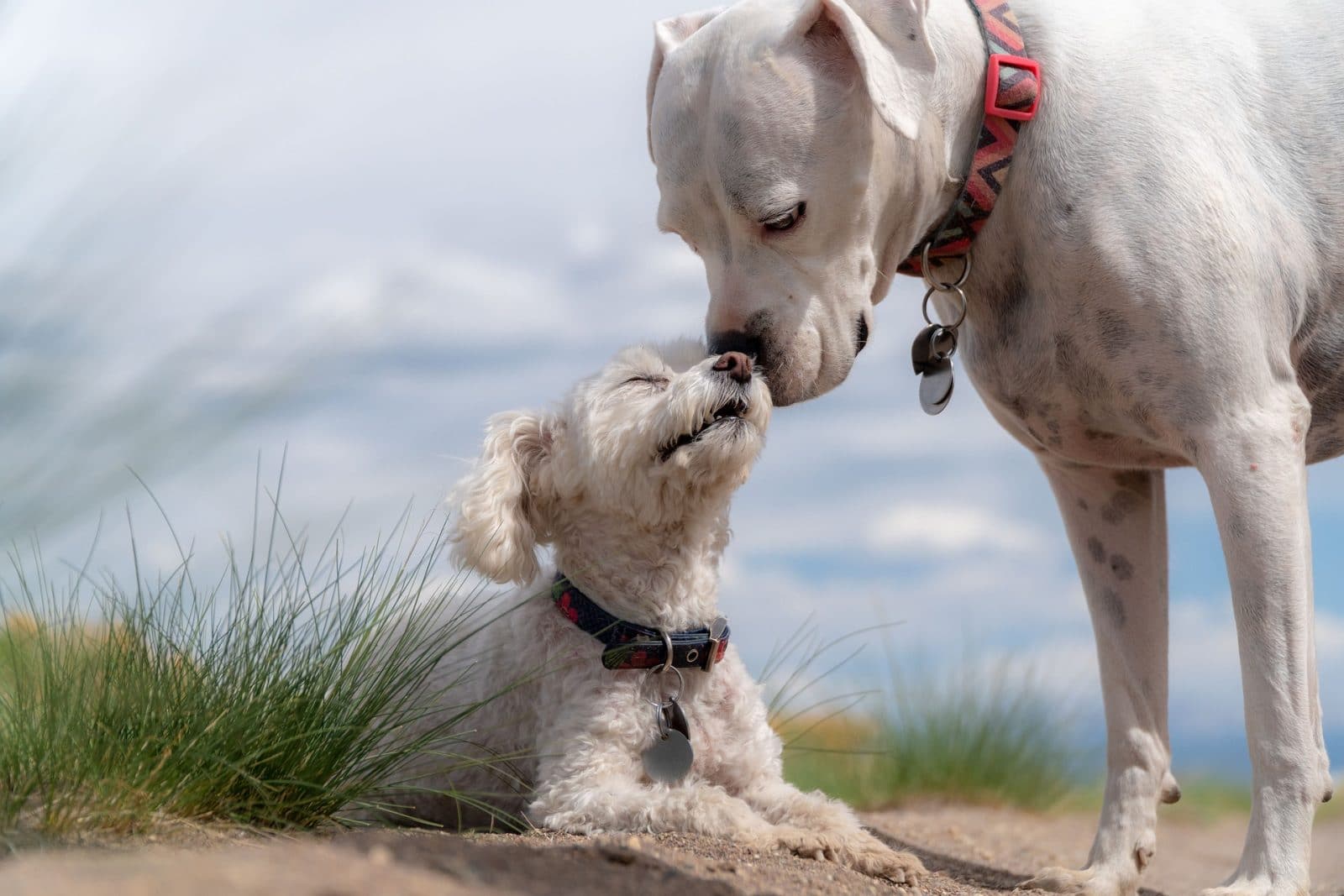 El embarazo psicológico en perras o pseudogestación canina: síntomas y causas