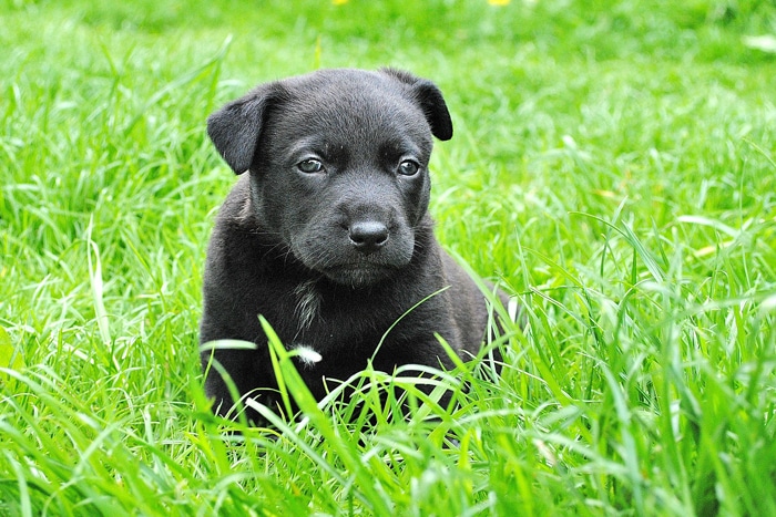 enfermedades víricas perros