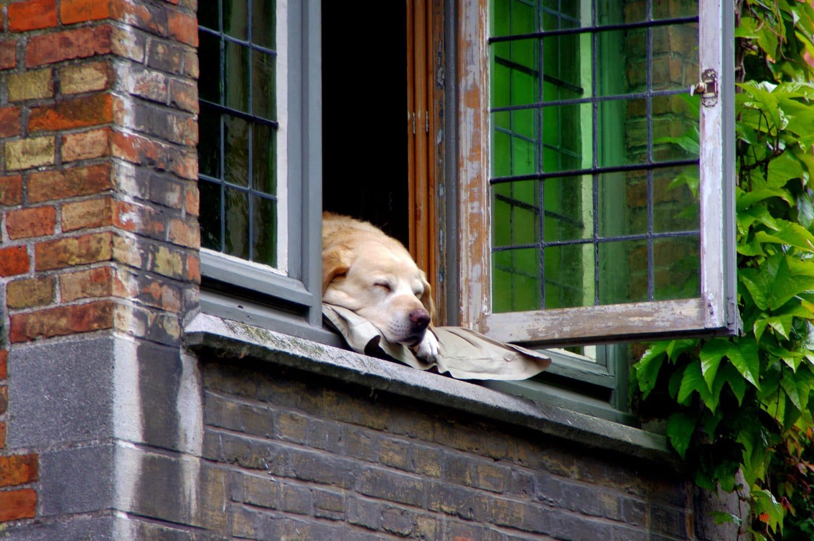 ¿El seguro de hogar cubre a mi mascota?