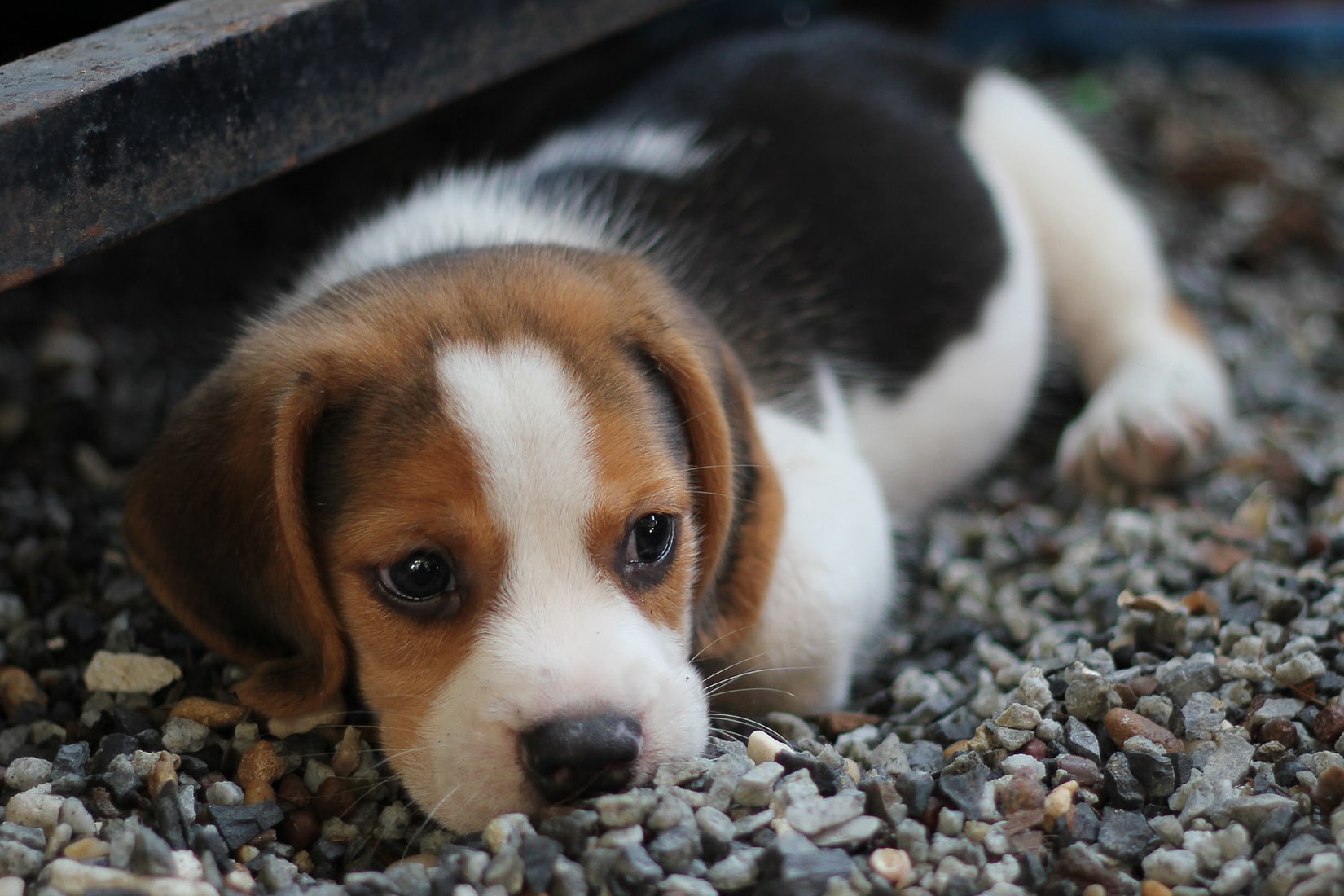 Tipos de seguros para perros