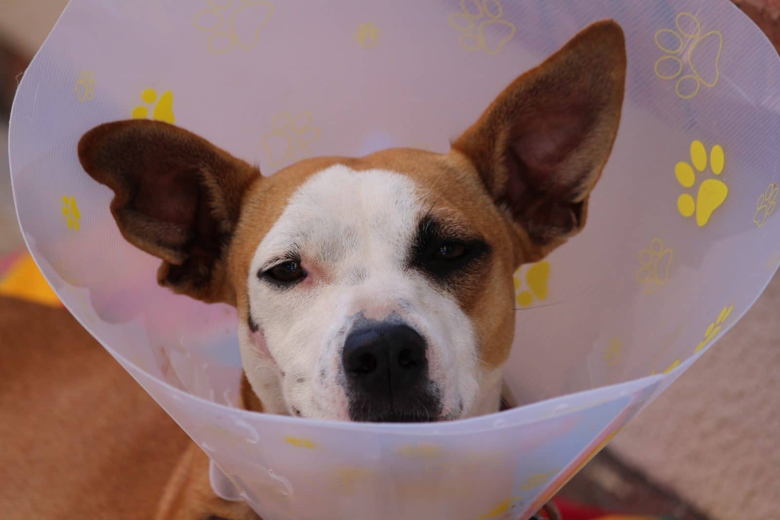 accidentes más comunes de los perros en casa