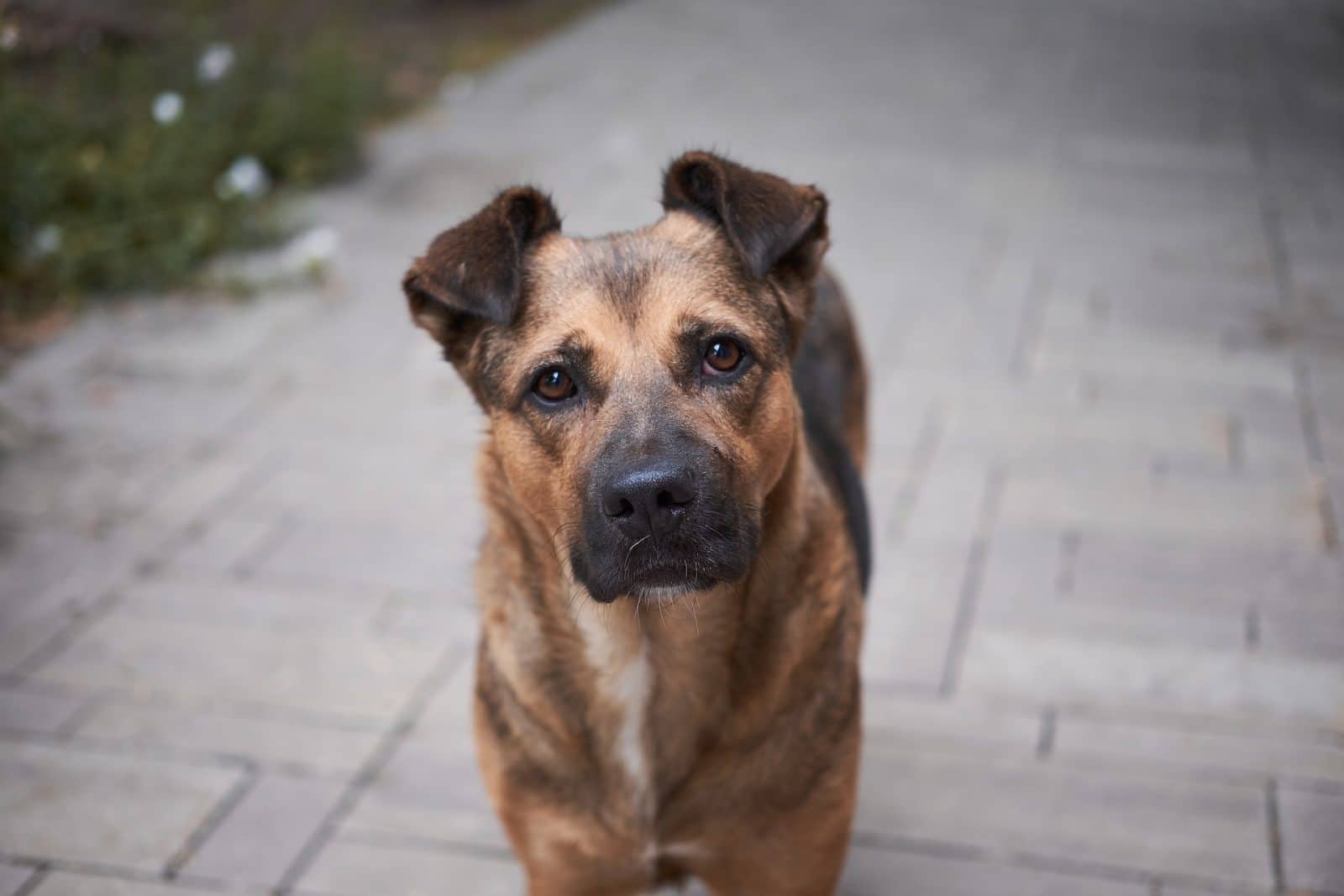 adoptar un perro