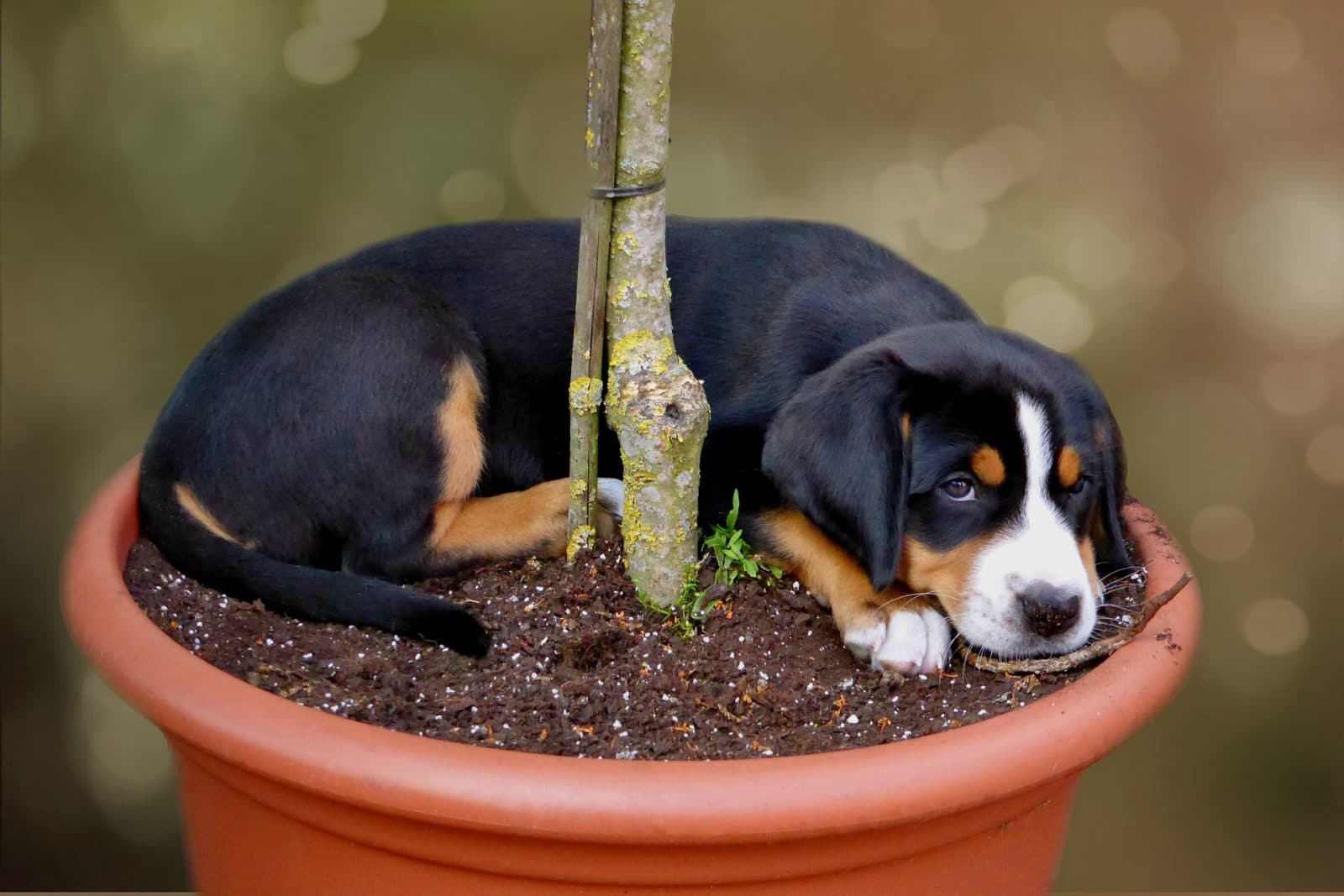 Plantas decorativas tóxicas