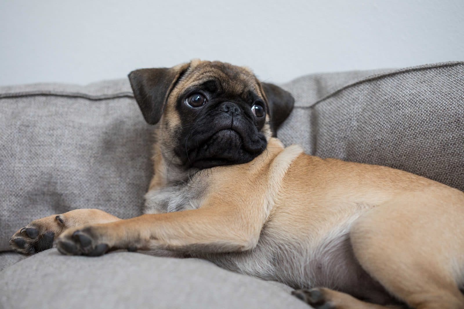 seguro para perros domésticos