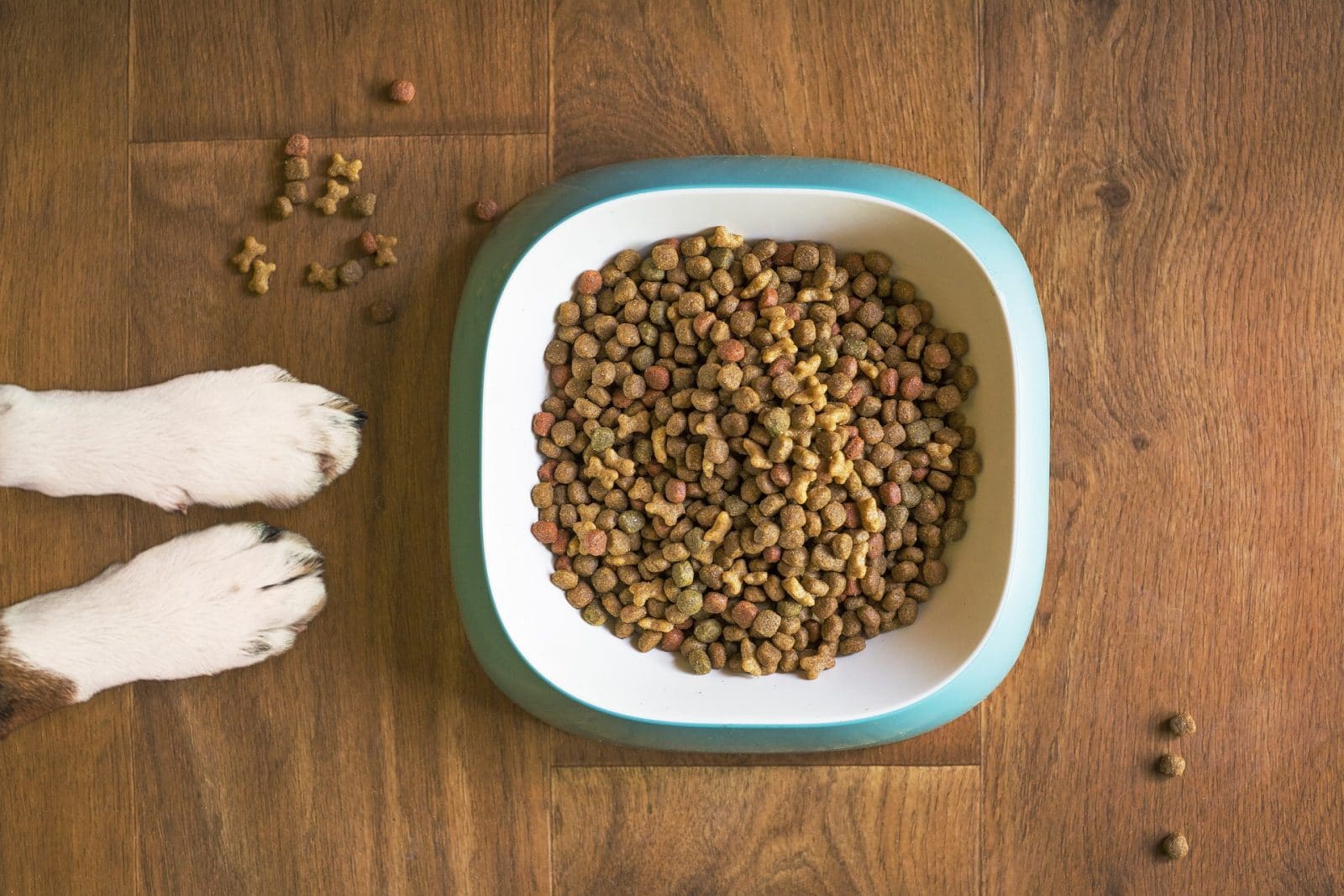 Tipos de alimentación para perros