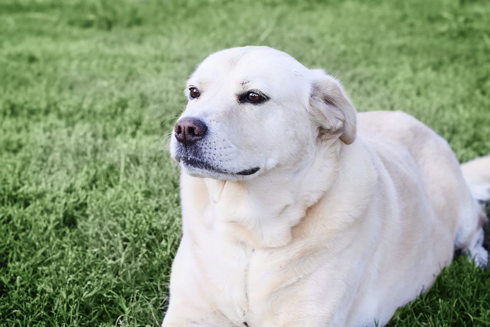 lenguaje-canino