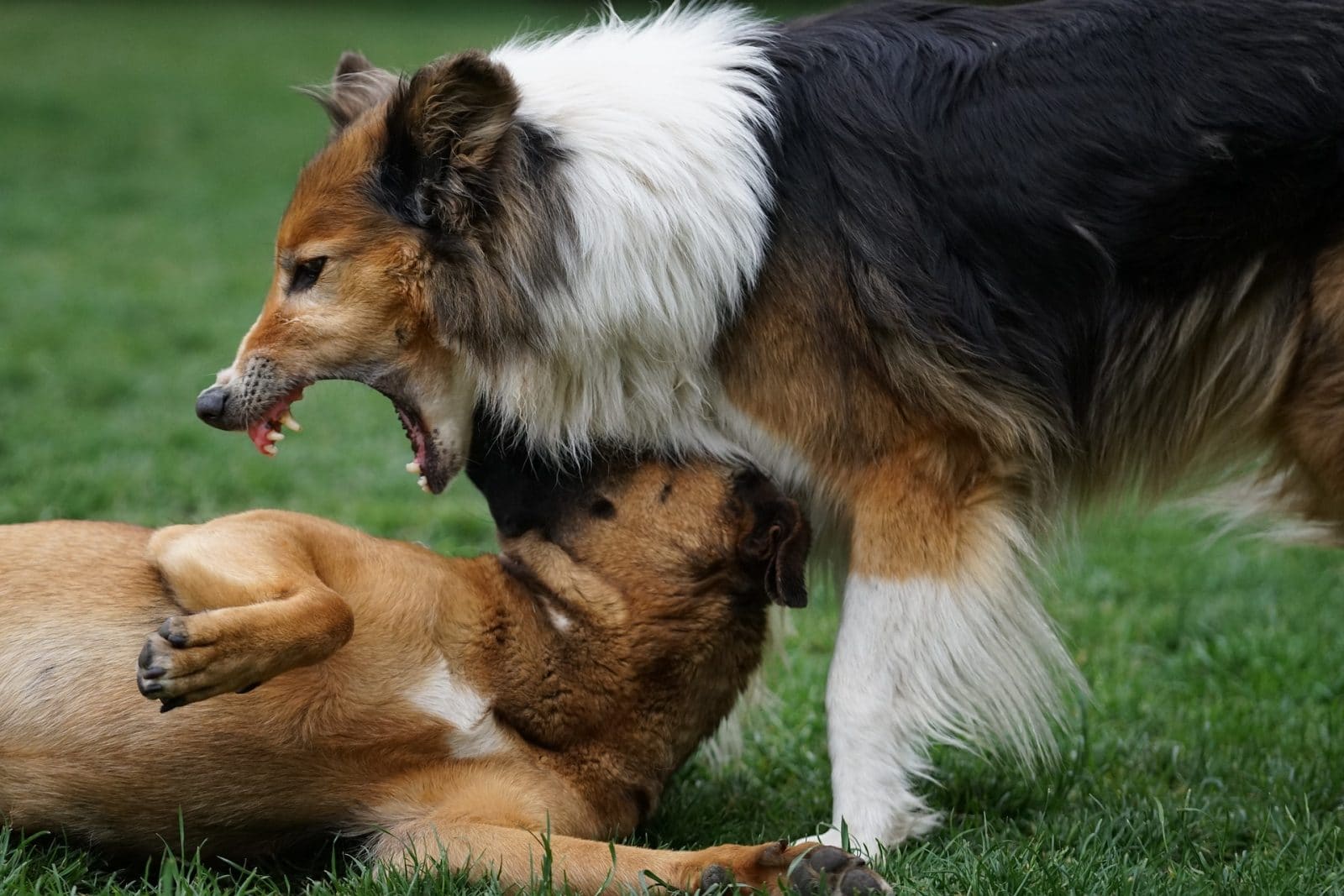 perro muerde a otro perro