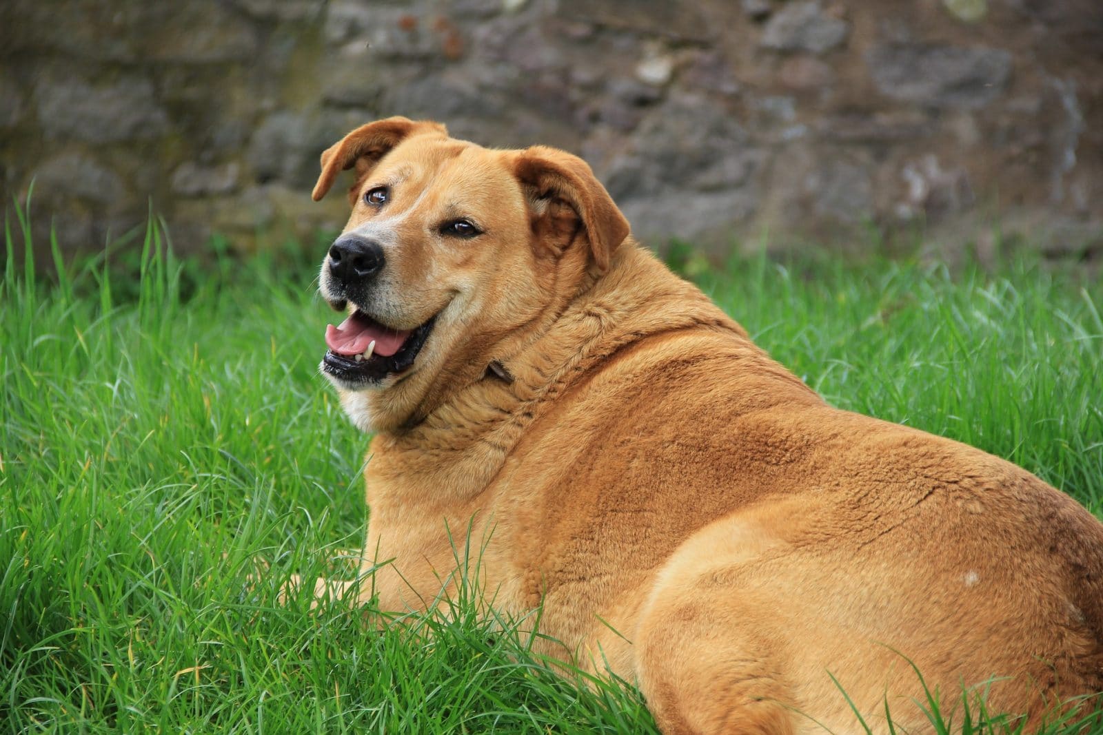 Efectos del sobrepeso en la salud de los perros