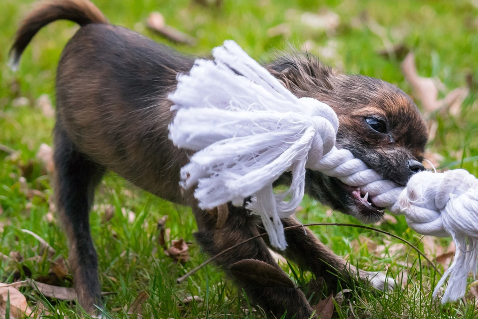 Control de la mordida de los cachorros: ¿cómo conseguirlo?