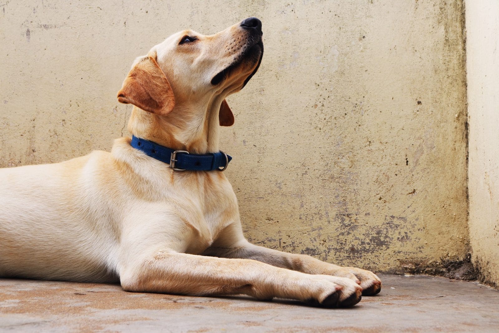 Cómo enseñar órdenes básicas a tu perro