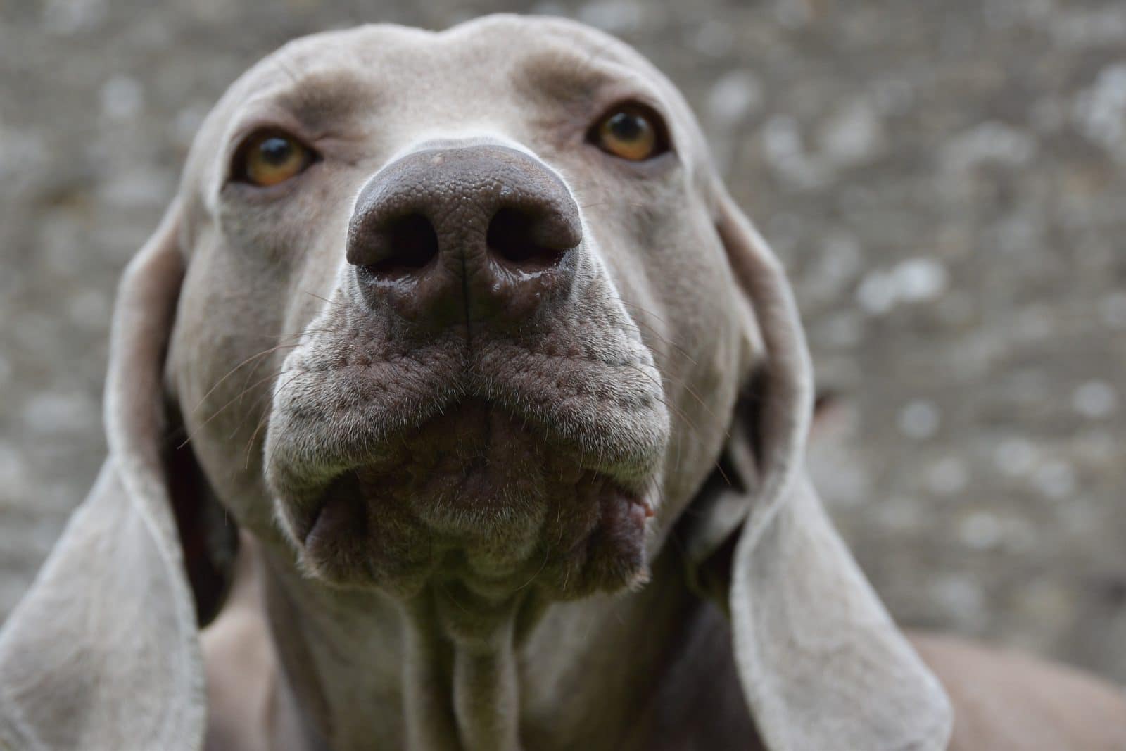 5 cosas que tu perro odia y tú no sabes