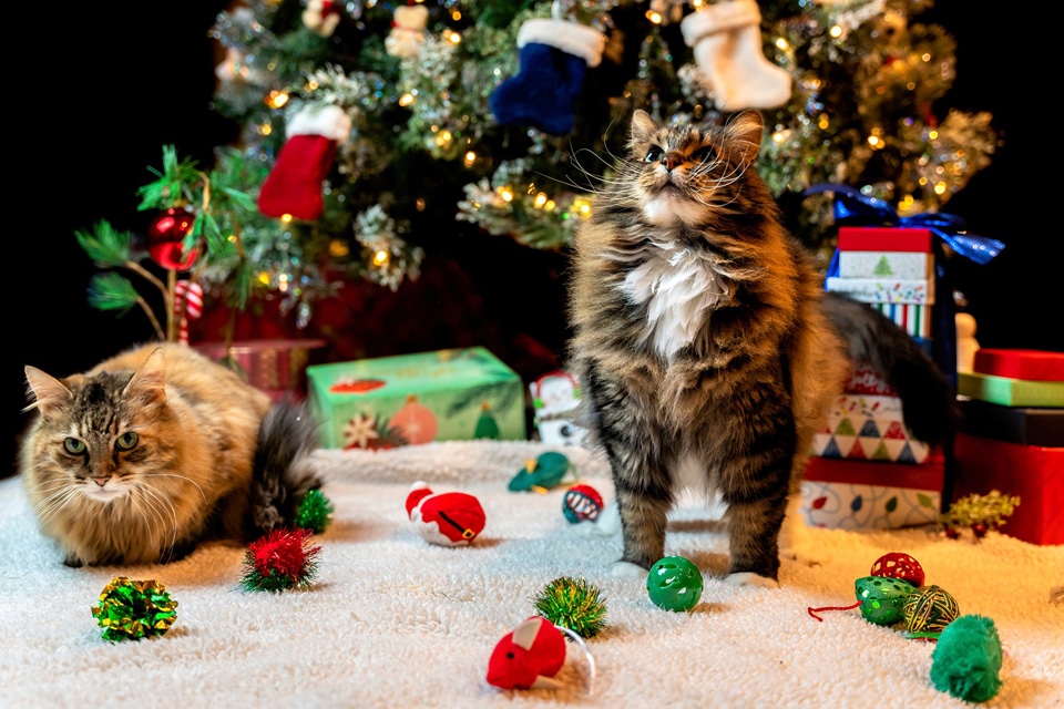 Regalos de navidad para tu mascota