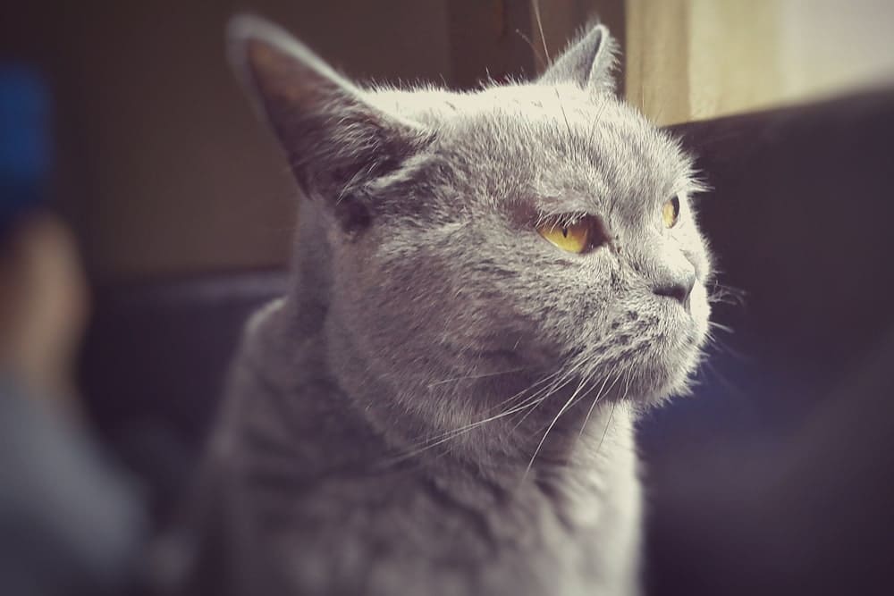 Gato British Shorthair, gato británico de pelo corto, British Blue, gato británico azul