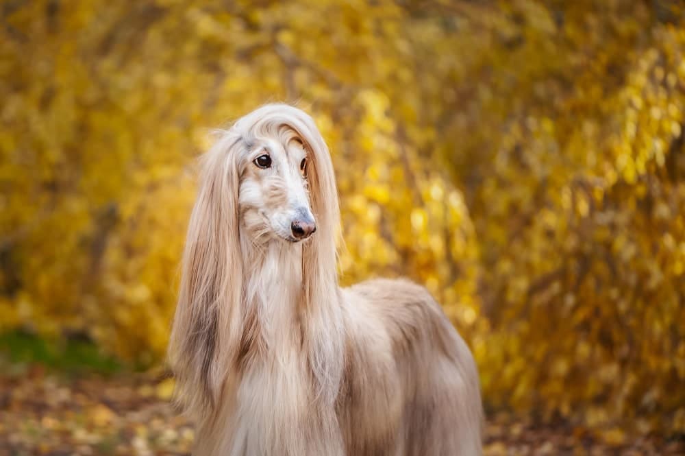 Razas de perros hipoalergénicas